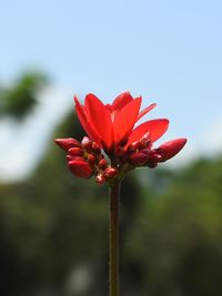 Close-up of red flower