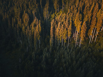 Aerial view of pine trees at sunrise