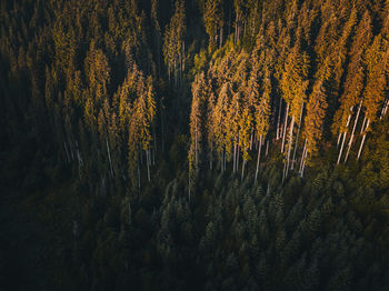 Pine trees in forest during autumn