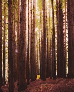 Trees in forest during sunset