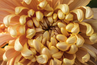 Full frame shot of yellow dahlia flowers
