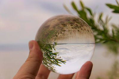 Cropped image of person holding glass of plant