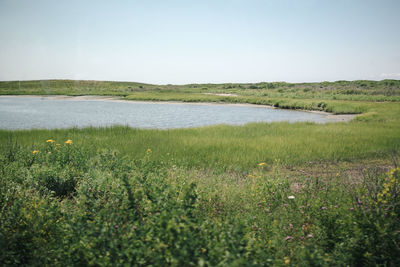 Scenic view of field against clear sky