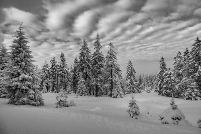 Pine trees on snow covered land against sky