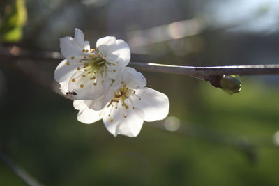 Close-up of insect on twig
