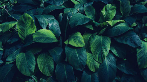 Full frame of green leaves pattern background, nature lush foliage leaf texture , tropical leaf