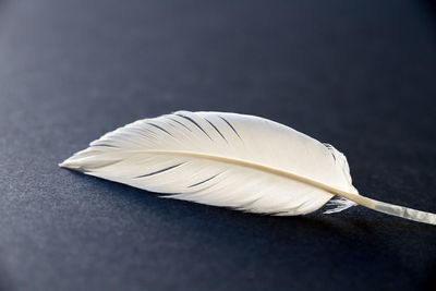 High angle view of feather on table