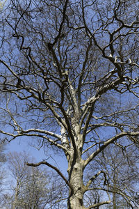 Low angle view of tree against sky