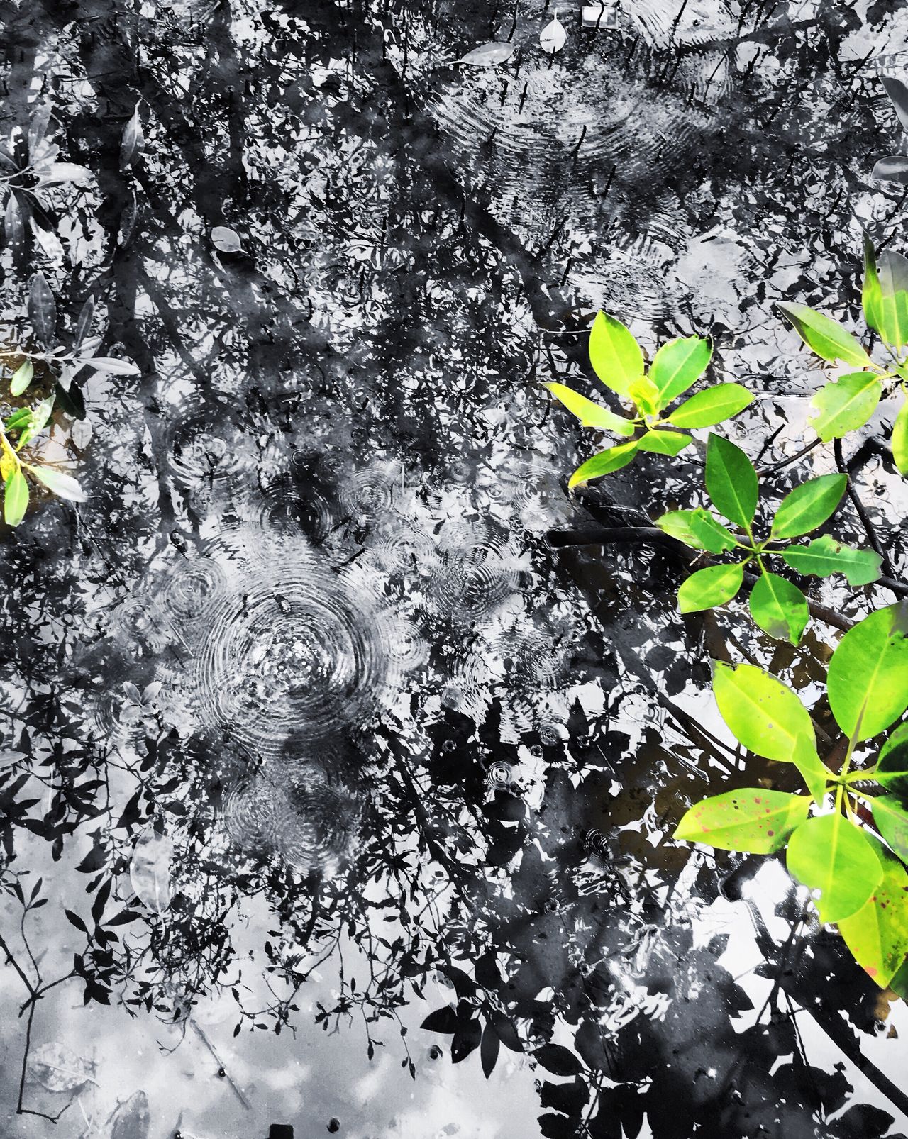 Batukaras Mangrove Forest