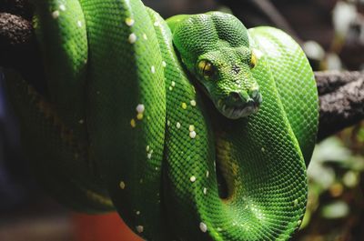 Close-up of lizard