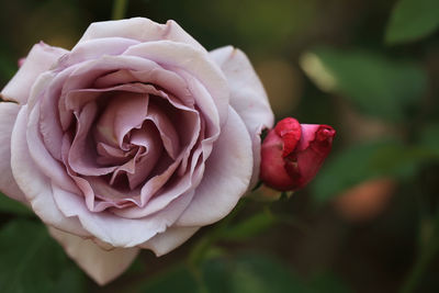 Close-up of pink rose