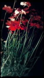 Close-up of red flower blooming in field