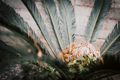 Close-up of palm tree