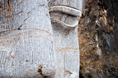 Close-up of animal representation on tree trunk