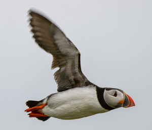 Close-up of seagull flying