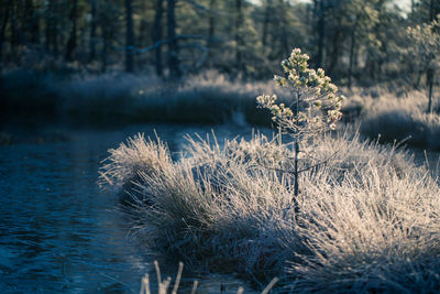 A beautiful swamp pond with a raising mist during the sunrise. quagmire in a frozen wetlands. 