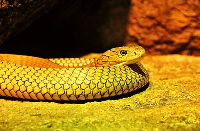 View of snake on rock 