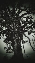 Low angle view of tree against sky