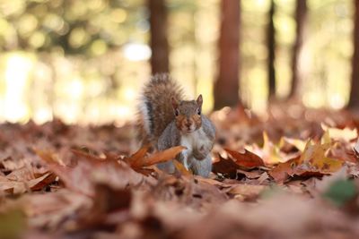 Close-up of squirrel on tree