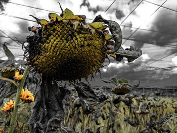 Close-up of insect on yellow flower