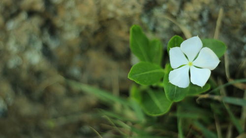 Close-up of flowering plant