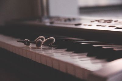 Close-up of plant on piano keys