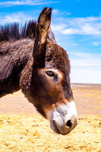 Close-up of horse grazing on field against sky