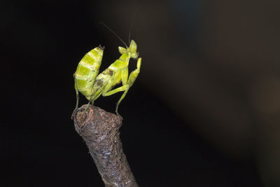 Close-up of praying mantis on plant