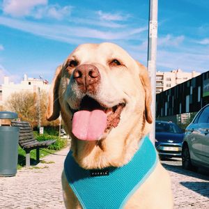 Close-up of dog sticking out tongue against sky