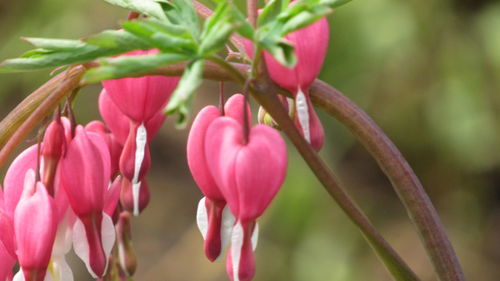 Close-up of pink flowering plant