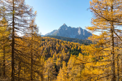 Trees in forest during autumn