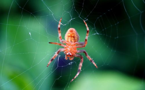 Close-up of spider on web