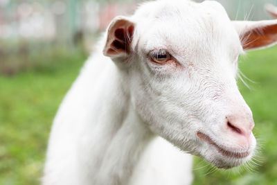 Close-up of a horse