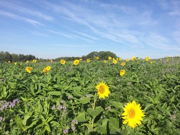 Close-up of yellow flowering plants on field against sky