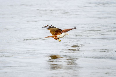 Bird flying over sea