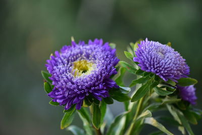 Close-up of purple flowering plant