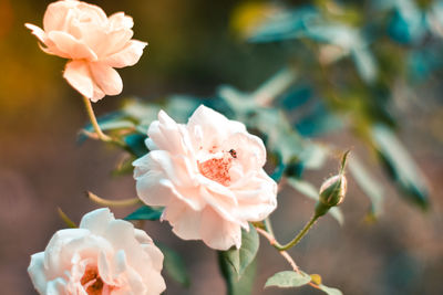 Close-up of pink rose