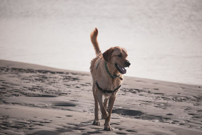 Dog looking away on beach