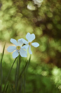 Close-up of white flowering plant