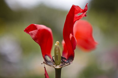 Close-up of red rose flower