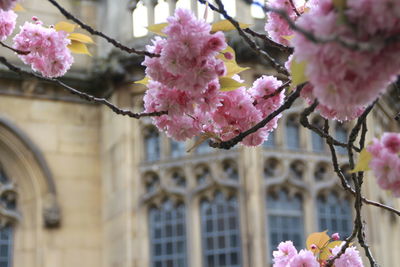 Close-up of pink cherry blossom on tree against building