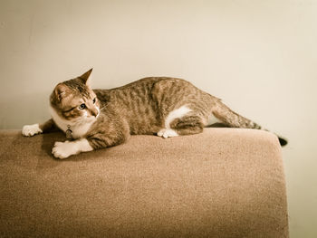 Cat lying on sofa at home