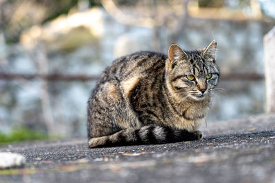 Portrait of a cat