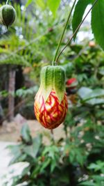 Close-up of plant against blurred background