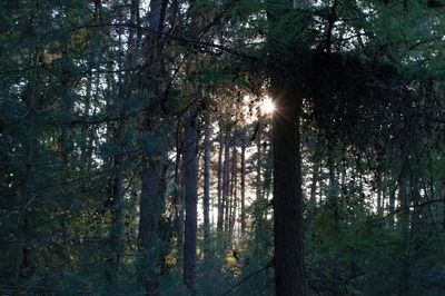 Low angle view of trees in forest