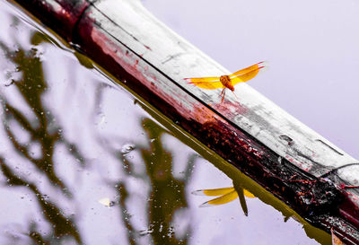 Close-up of bird in background