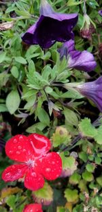 Close-up of wet purple flowering plant