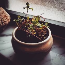 Close-up of potted plant