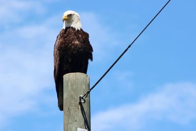 Low angle view of bald eagle perching on wooden post against blue sky