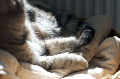 Close-up of cat lying on bed at home